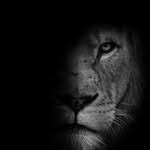 oficialfonsecarolines