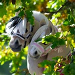foal_stabel