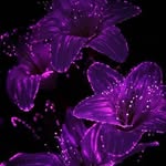 owami_sishi profile picture