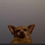 i_am_peearl profile picture