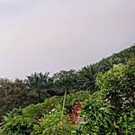 radea_naura_naspita