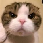 kk_nyat profile picture