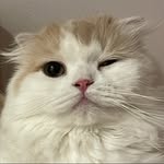 nyan_hina_00