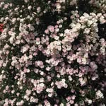 giftxnida.a