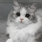 s0nyul profile picture