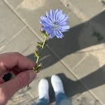 nioplls_