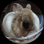 shan.ai.video_