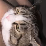 ihcmemyud