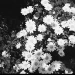 myutomorita__atelier