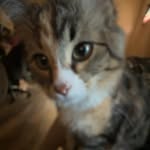 sophiawest289