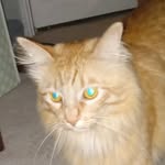 spirit_star_on_pawz123